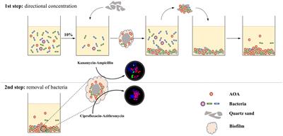 A Two-Step Strategy for the Rapid Enrichment of Nitrosocosmicus-Like Ammonia-Oxidizing Thaumarchaea